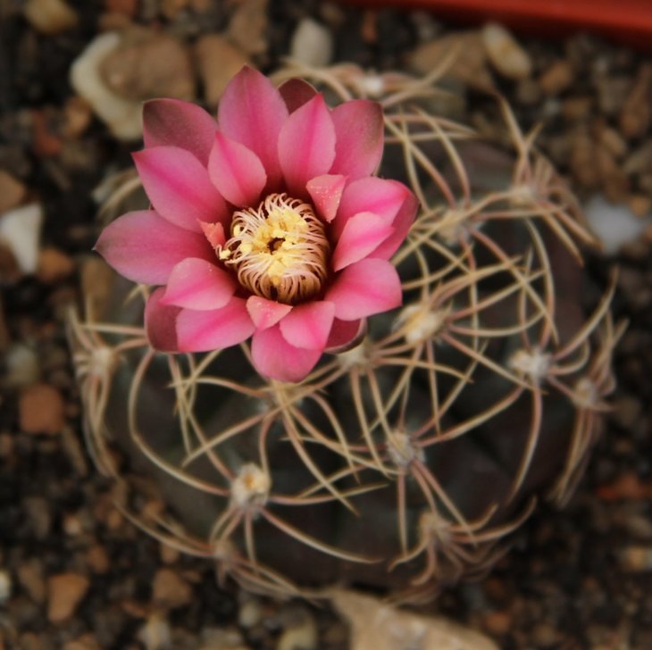 Gymnocalycium baldianum