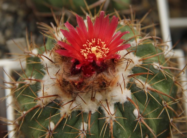 Parodia schwebsiana
