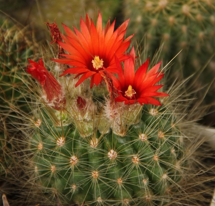 Parodia penicillata