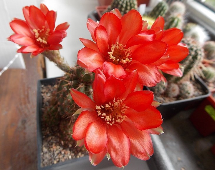 Lobivia aurea v.dobeana