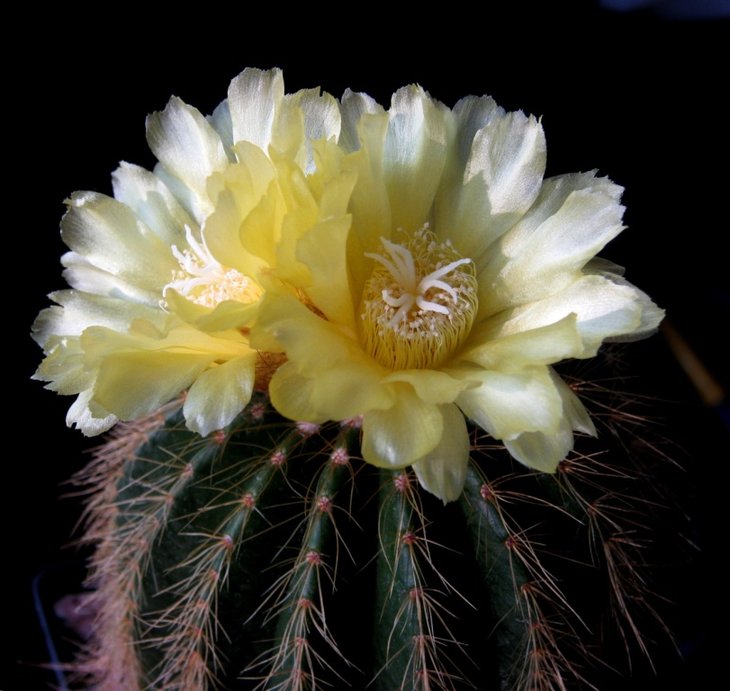 Eriocactus warasii IMG_7974.jpg