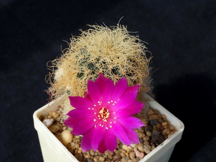 Sulcorebutia patriciae
