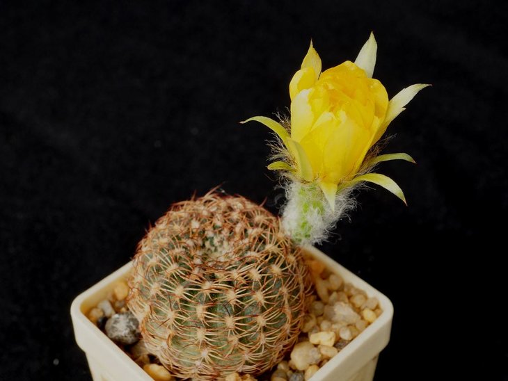 Lobivia pusilla v.flavifiora