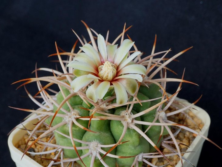 Gymnocalicium hybopleurum v.ferrocior