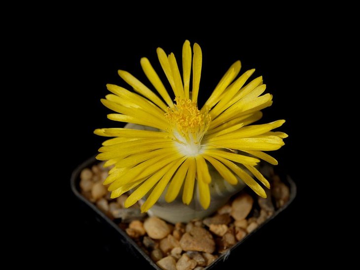 Lithops pseudotruncatella v.archerae C306