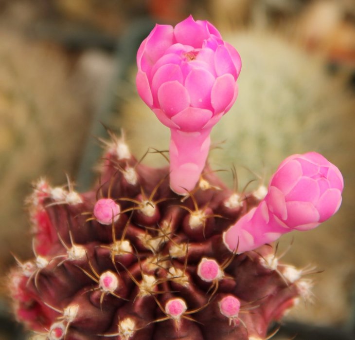 Gymnocalycium mihanovichii v. rubra