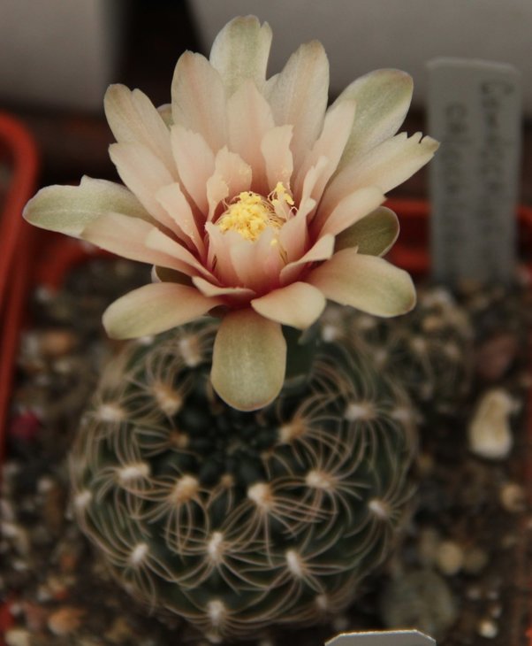 Gymnocalycium calochlorum