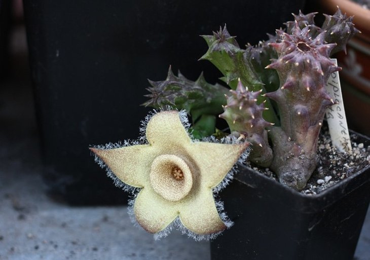 Diplocantha ciliata
