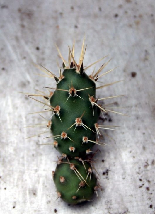Opuntia fragilis v. brachyantha_7.13.jpg
