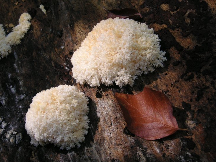 PICT1511.jpg