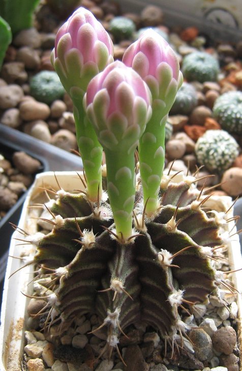 IMG_8898-Gymnocalycium friedrichii.jpg