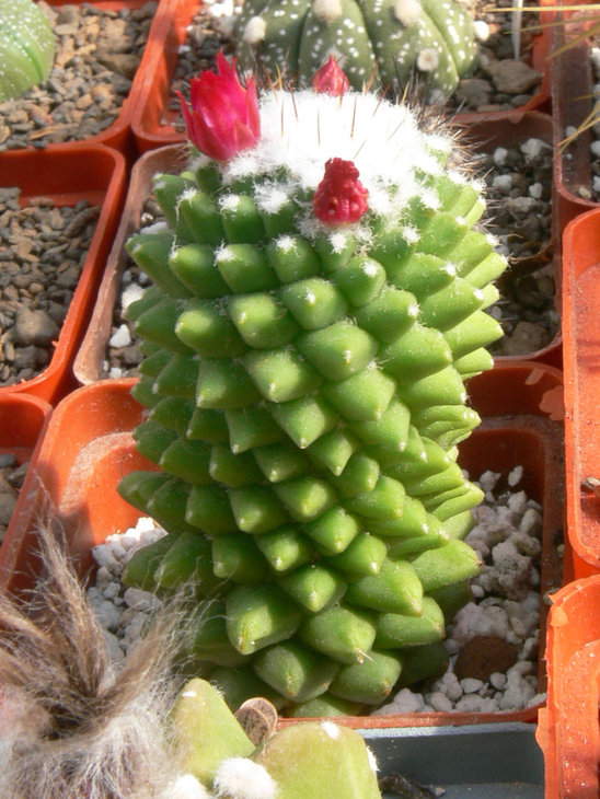 mammilaria_sp.jpg