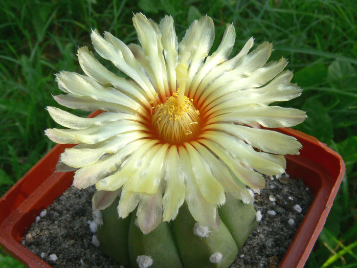 astrophytum asterias_nudum.jpg