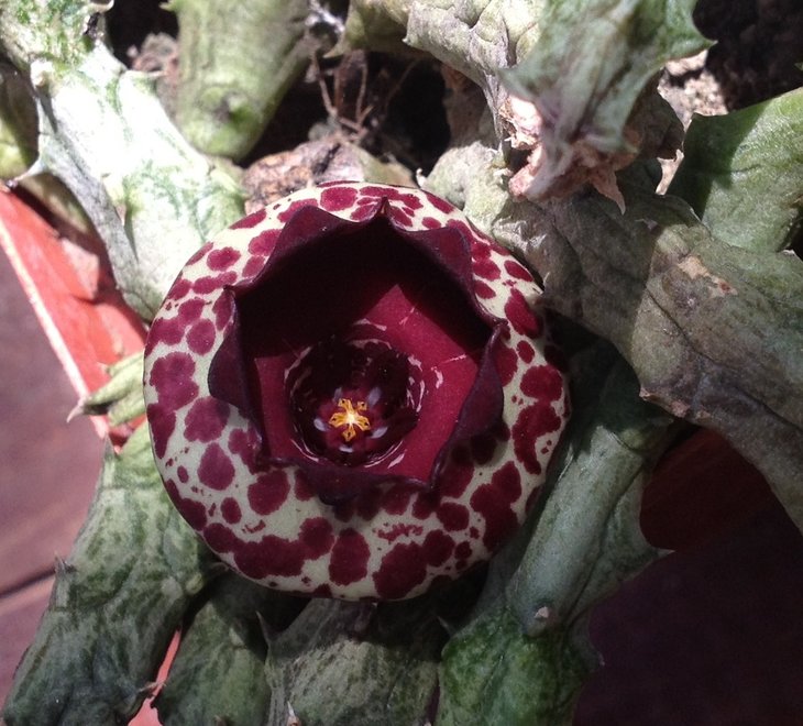 stapelianthus_madagascariensis.jpg