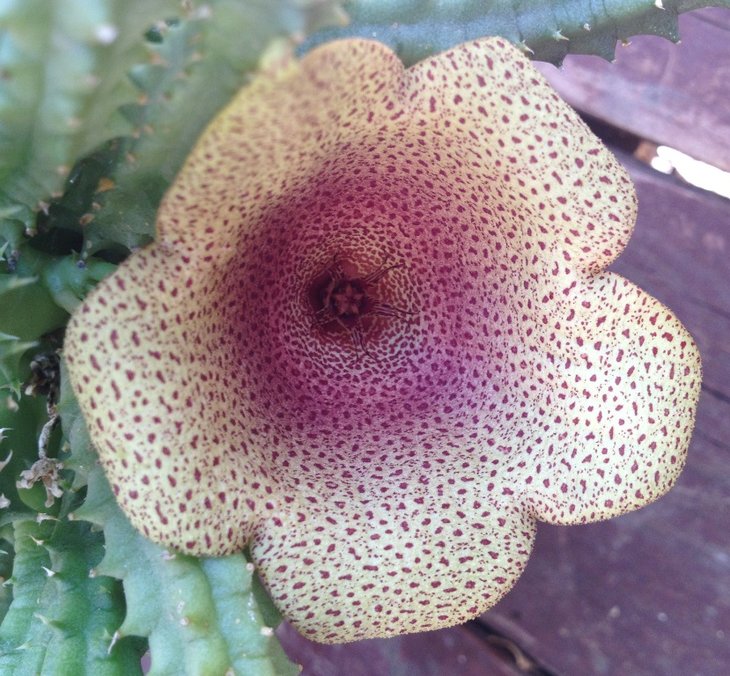 tavaresia_angolensis.jpg