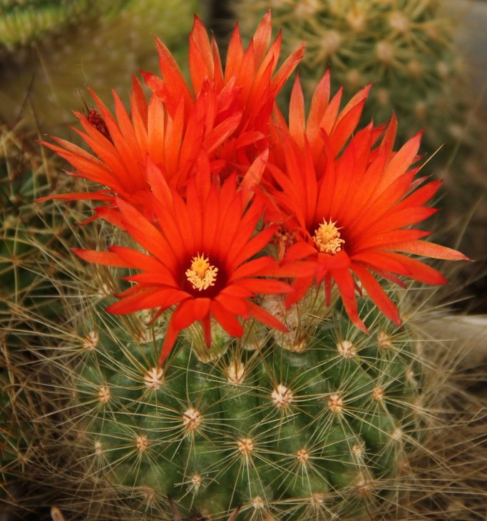 Parodia penicillata