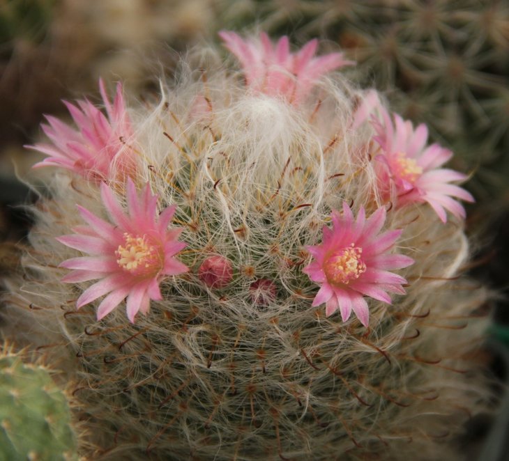 Mammillaria bocasana