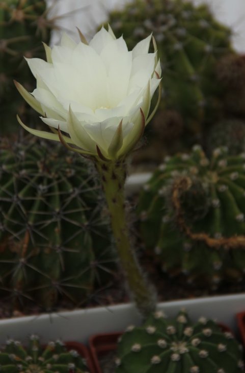 Echinopsis subdenudata hb.