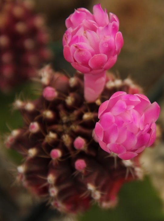 Gymnocalycium mihanovichii f. rubra