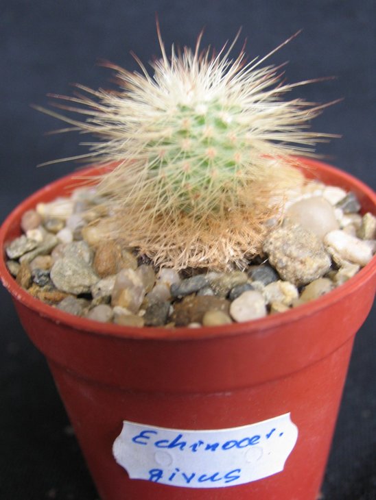 Echinocereus givus.jpg