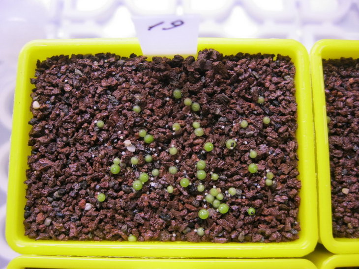 Blossfeldia minima