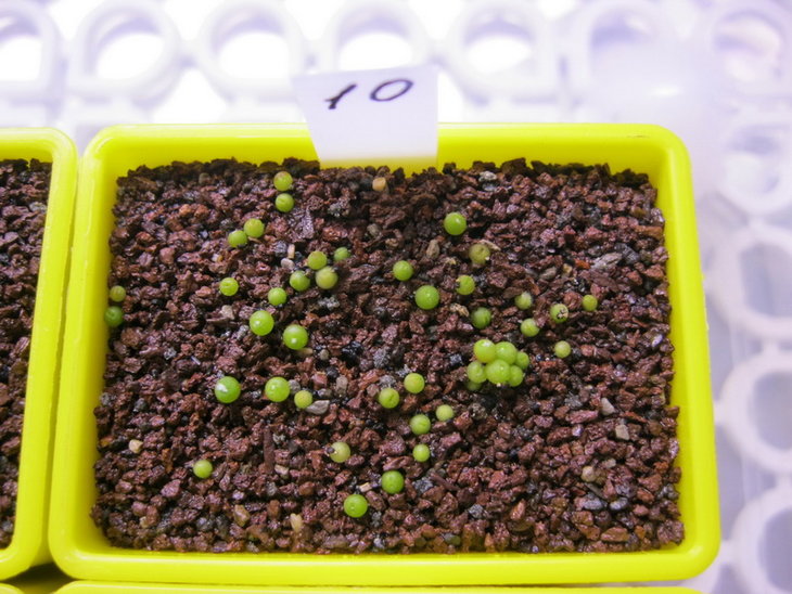 Aztekium ritteri