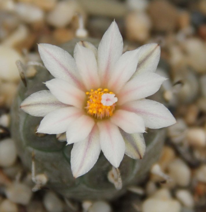 Turbinicarpus klinkerianus