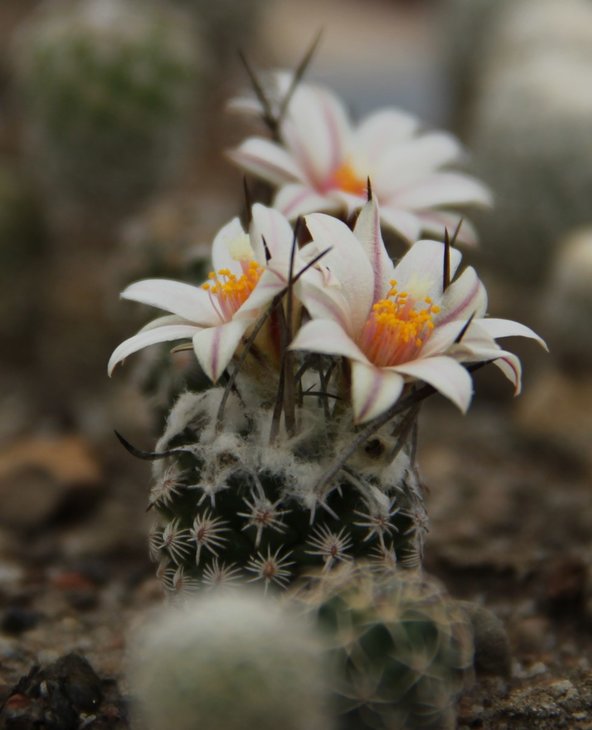 Turbinicarpus gracilis
