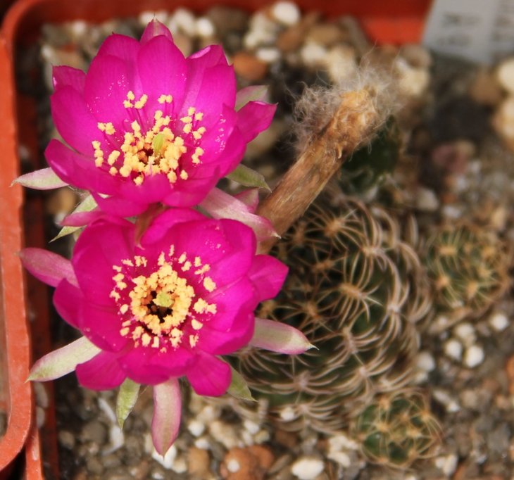 Lobivia tiegeliana v. pusilla R90