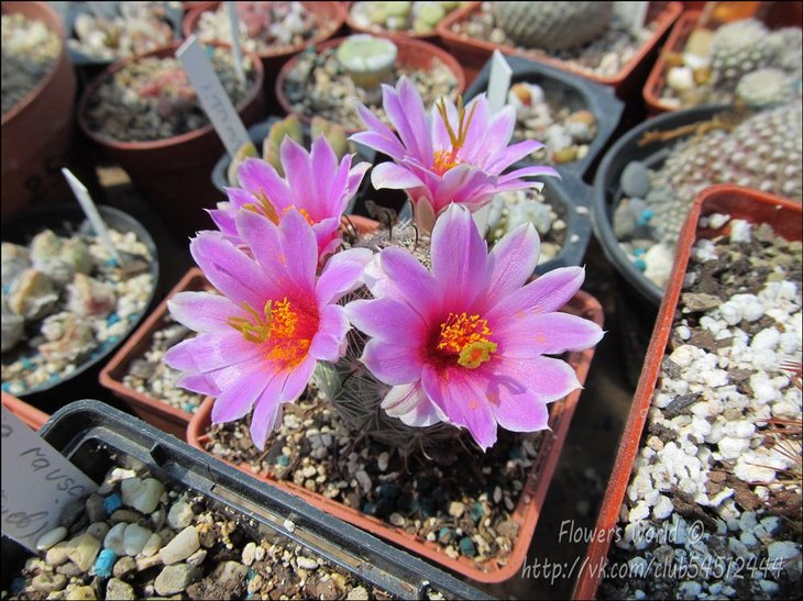 Mammillaria boolii