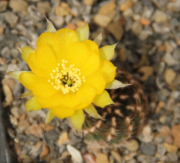 Lobivia pusilla v xantinantha WR 323
