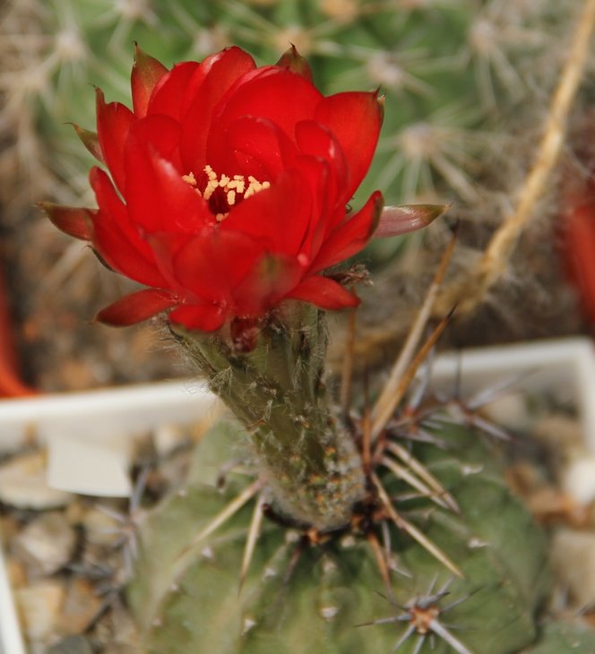 Lobivia dobeana v. inermis