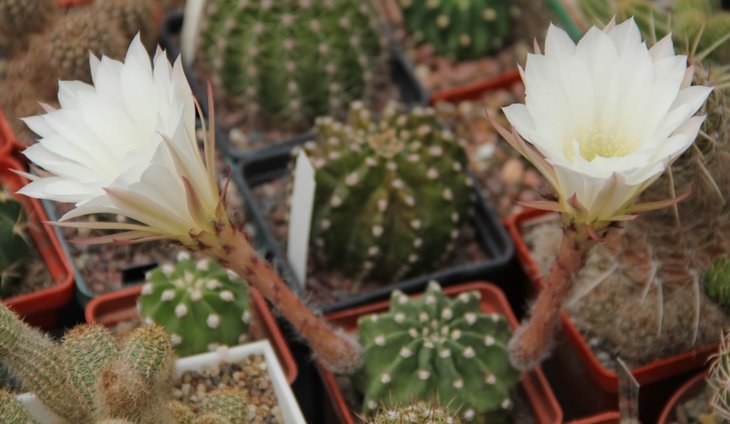 Echinopsis subdenudata hb.