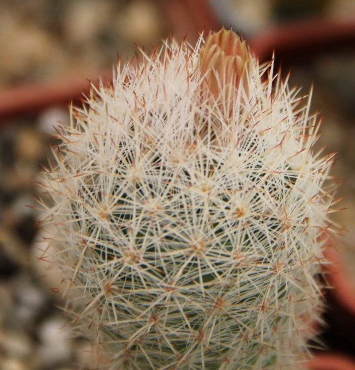 Escobaria chaffeyi