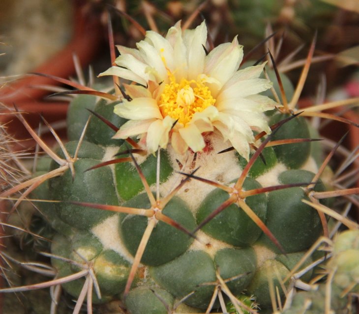 Coryphantha daimonoceras