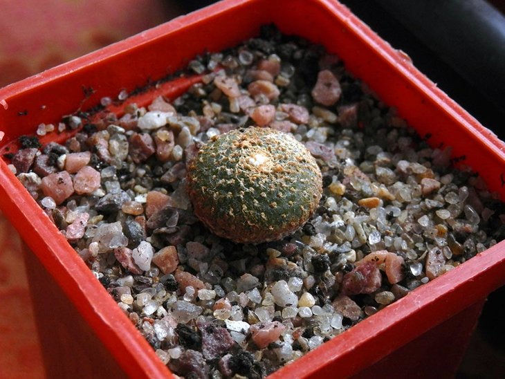 Blossfeldia liliputana 6 years.jpg