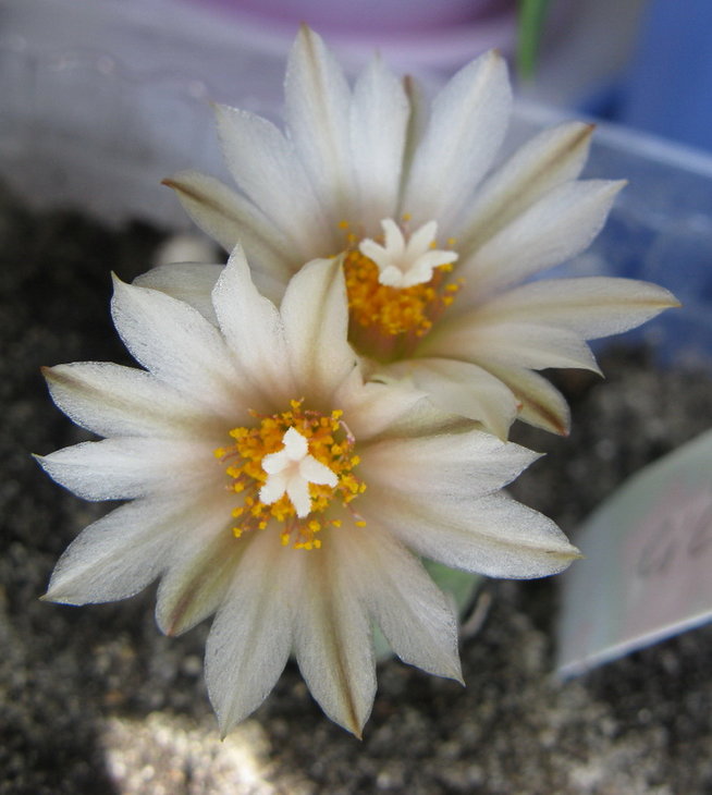 Turbinicarpus lilinkeuiduus (klinkerianus)