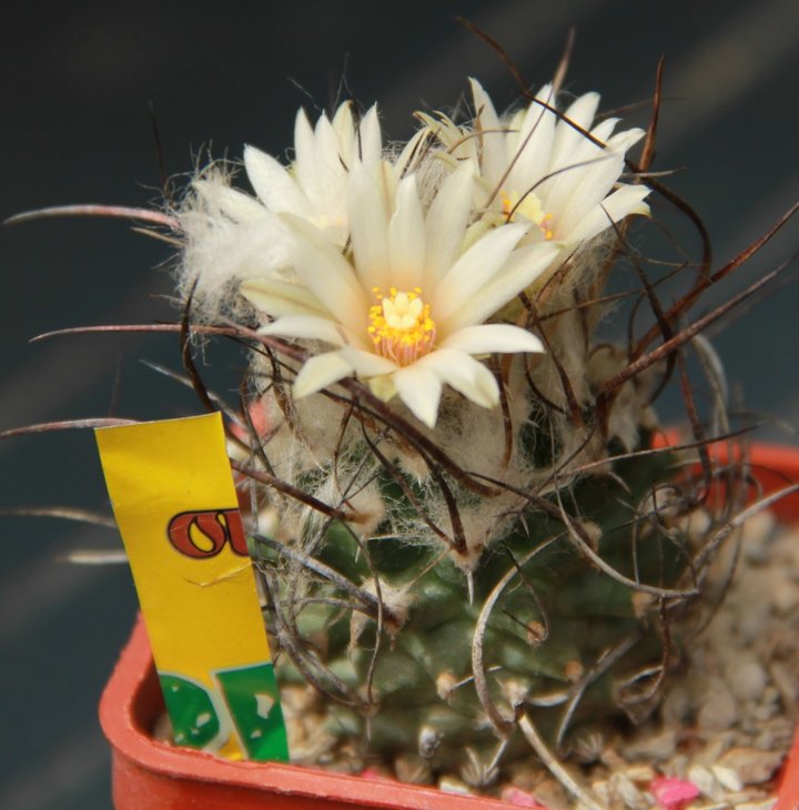 Turbinicarpus gracilis