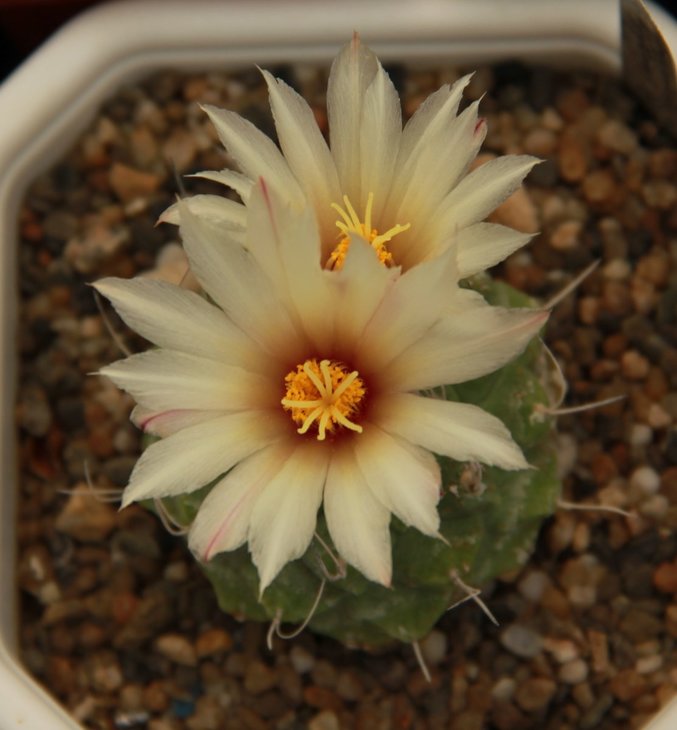 Strombocactus disciformis