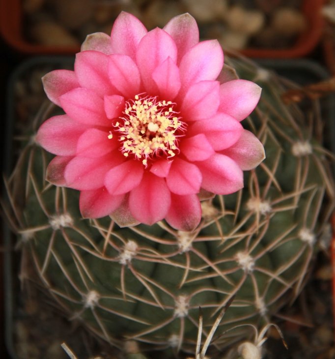 Gymnocalycium baldianum