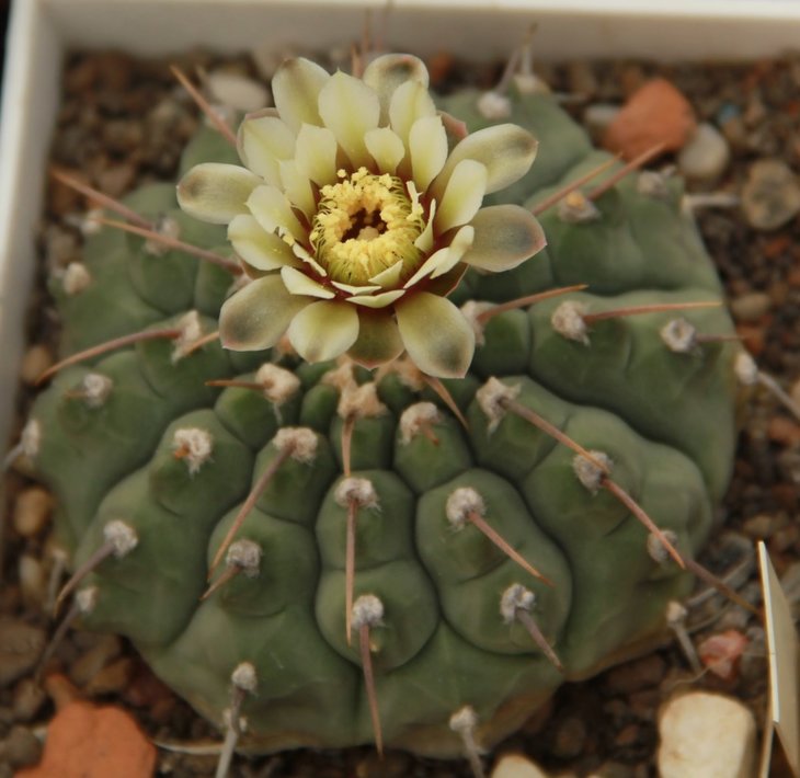 Gymnocalycium vatteri