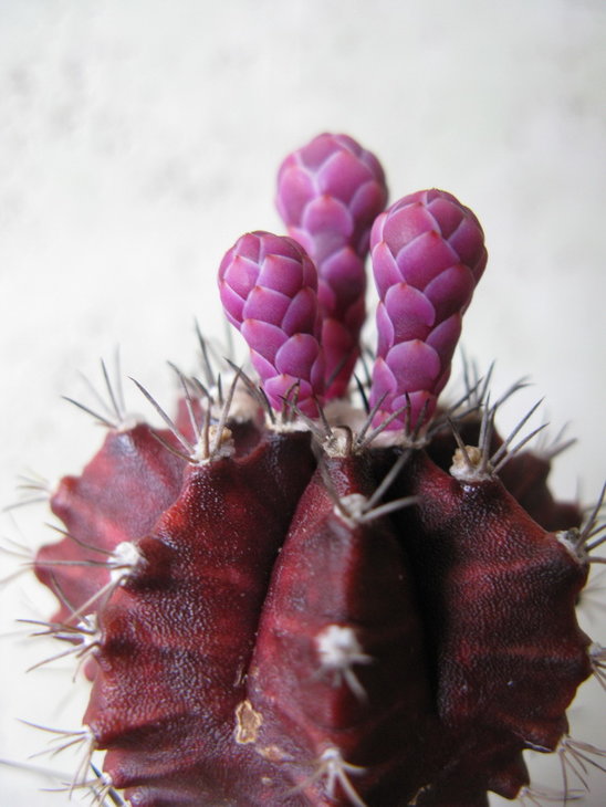 G.friedrichii f.violet