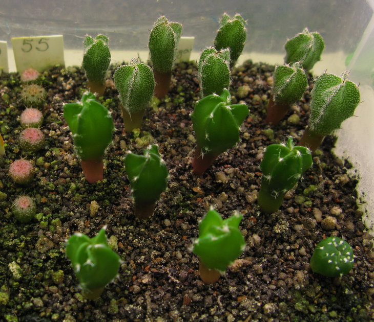2013-08-04 A.myriostigma cv.Suminagashi.jpg