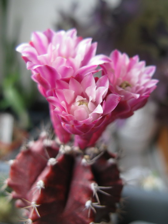 G.friedrichii f violet.jpg