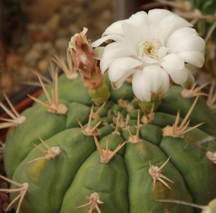 Gymnocalycium eurypleurum