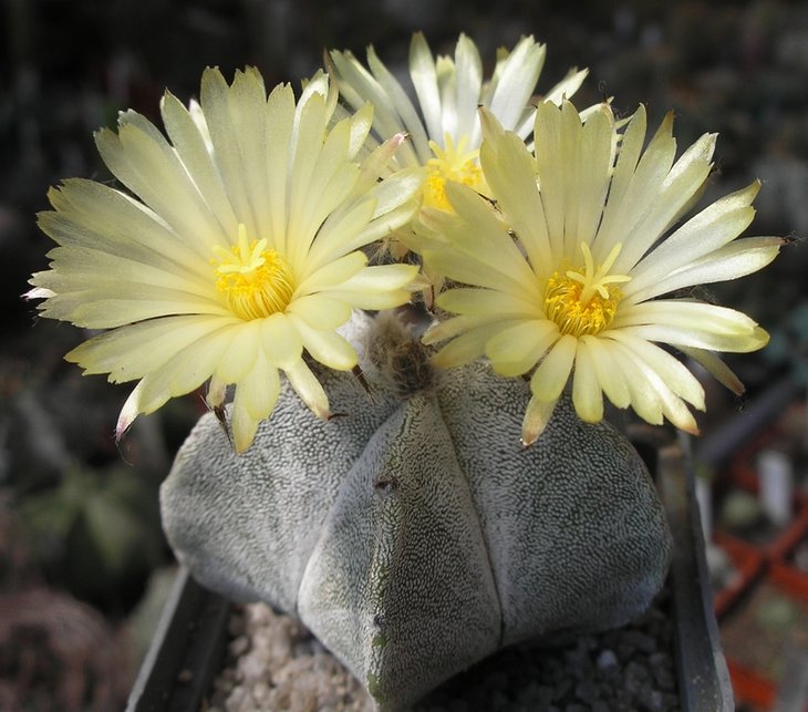 Astrophytum myriostigma