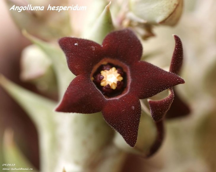 Angolluma hesperidum.JPG