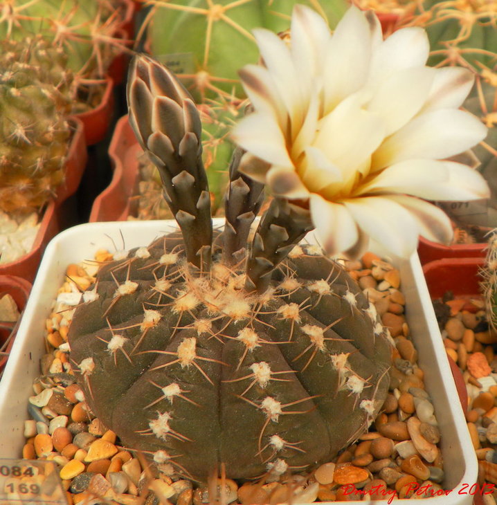 Gymnocalycium	ragonesii
