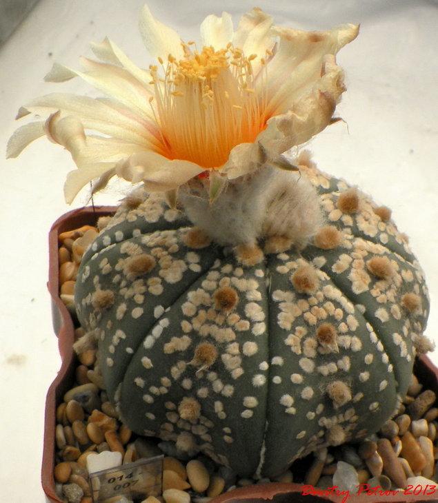 Astrophytum	asterias  SK