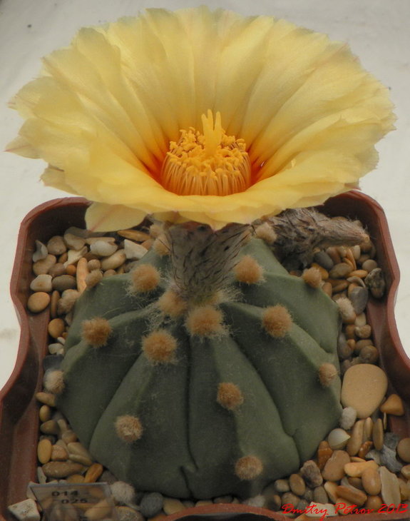Astrophytum	x SenAs